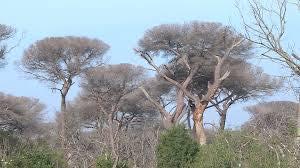 Pinete in pericolo