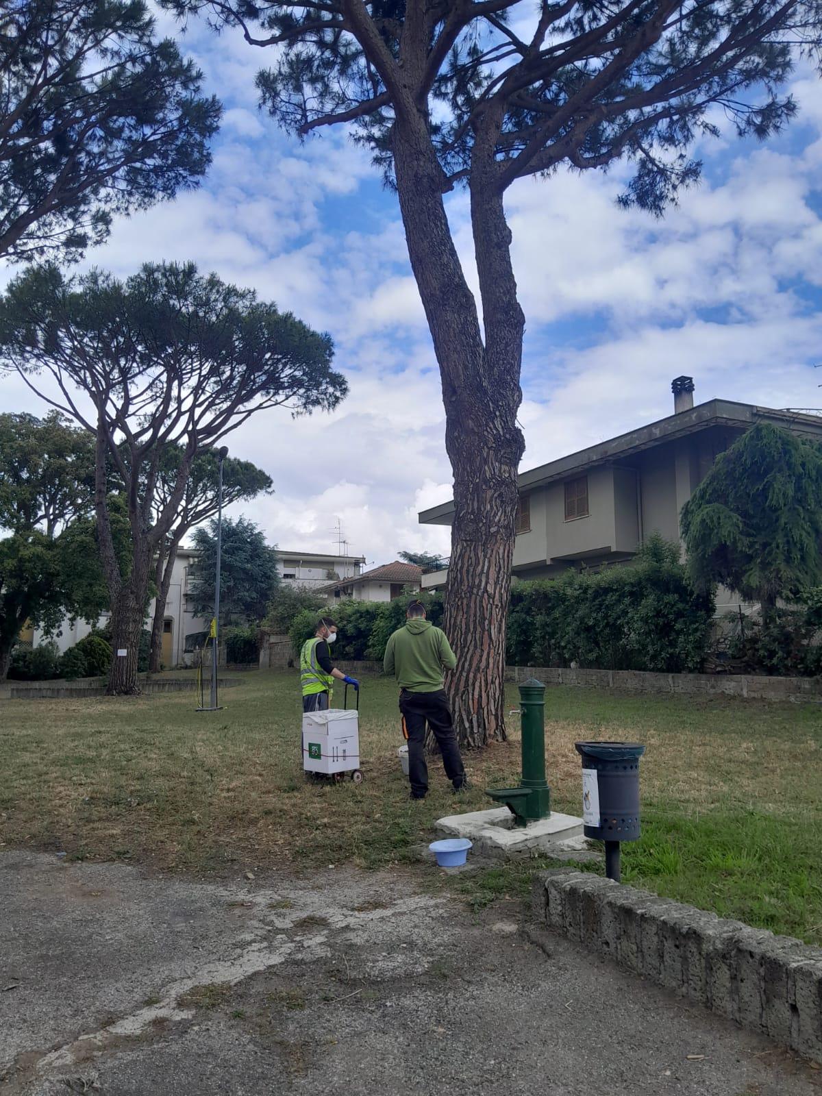 L'intervento in corso sui pini